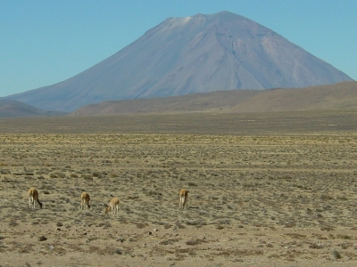 Vulkan Misti Peru mit Lamas