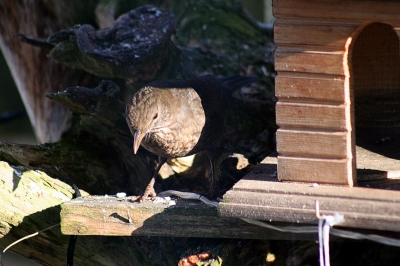 amsel