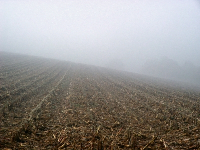 Maisstoppelfeld im Nebel