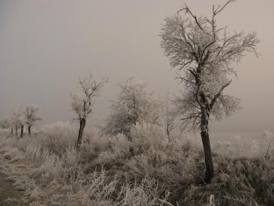 Winter und Raureif 30