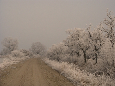 Winter und Raureif 31