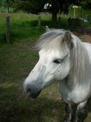 Pony auf der Koppel