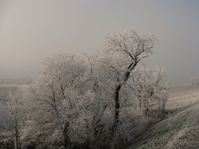 Winter und Raureif 46