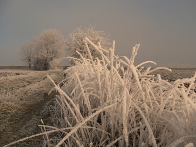 Winter und Raureif 51