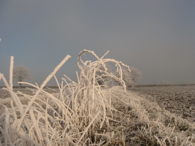 Winter und Raureif 52