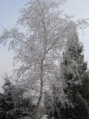 Birke im Winter 2