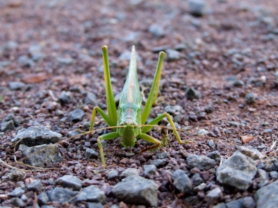 Grashüpfer auf Augenhöhe / Grasshopper on eye height