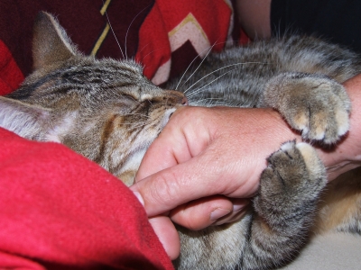 Verschmuste Katze / Cuddly cat