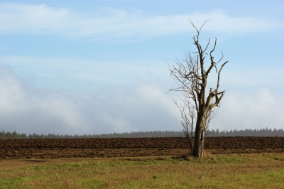 Einsamer Baum