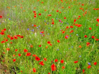 Mohnblumen und Kornblumen