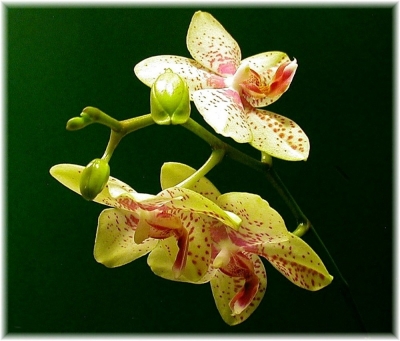 -Phalaenopsis-
