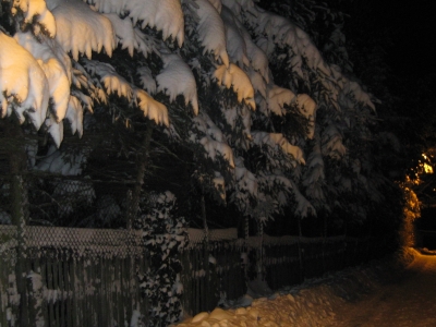 Winterwald am Straßenrand