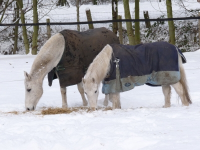 Winter-Pferde