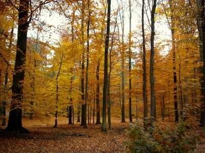 Grunewald im Herbst 6