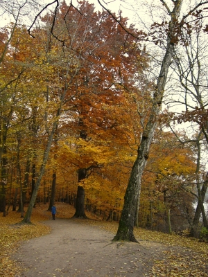 Grunewald im Herbst 7