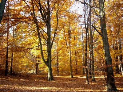 Grunewald im Herbst 9
