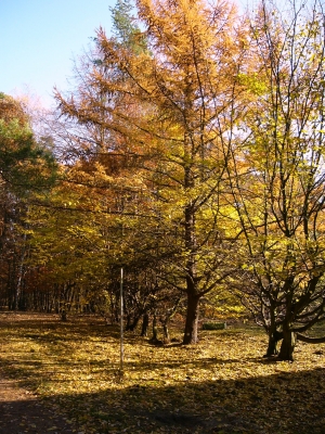 Grunewald im Herbst 11