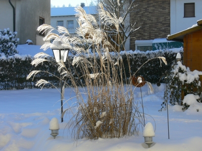 Winter Bild 8