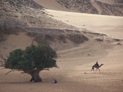 Einsam in der Wüste