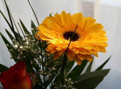 Gerbera