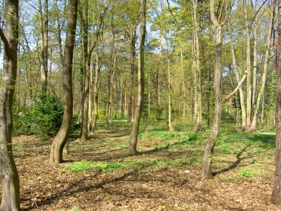 Grunewald im Frühling