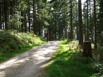 Morgendliche Wald-Wanderung