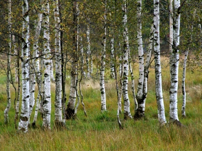 Birkengruppe im Hochmoor