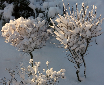 In der Wintersonne