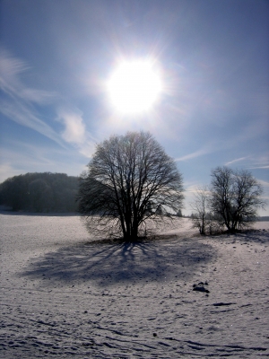 Sonne, Kugelbaum, Schatten