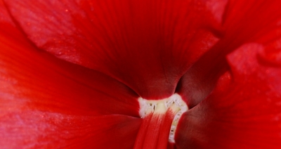 Amaryllis --- fast schon ein Rätselfoto