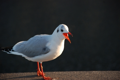 schimpfende Möwe