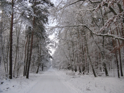 Endlich Schnee im Grunewald 3