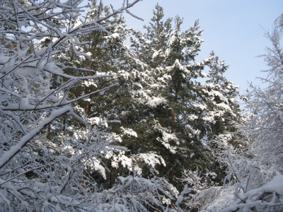 Endlich Schnee im Grunewald 5