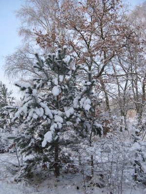 Endlich Schnee im Grunewald 9