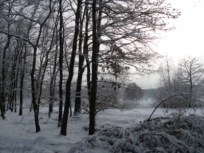 Endlich Schnee im Grunewald 12