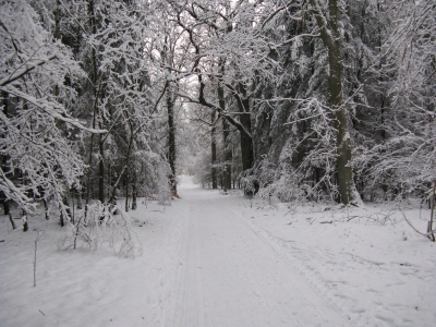 Endlich Schnee im Grunewald 14