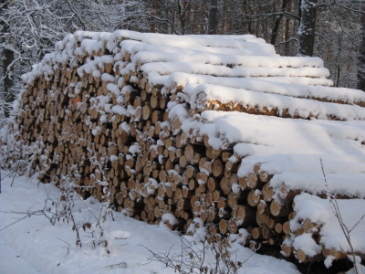 Holzauktion im Grunewald 3