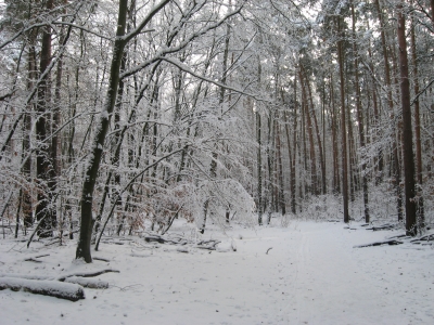 Endlich Schnee im Grunewald 16