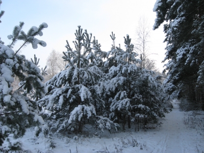 Endlich Schnee im Grunewald 20