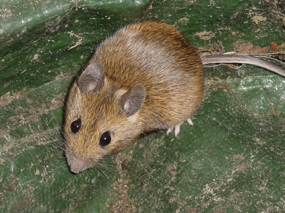 kleine Spitzmaus