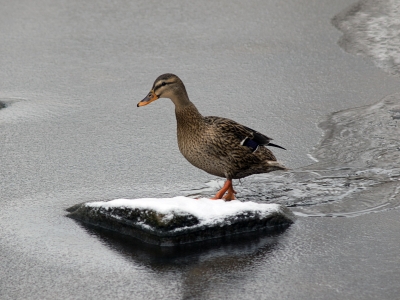 ente on the rocks