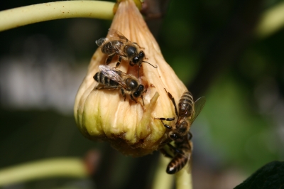 Bienen auf Feigen