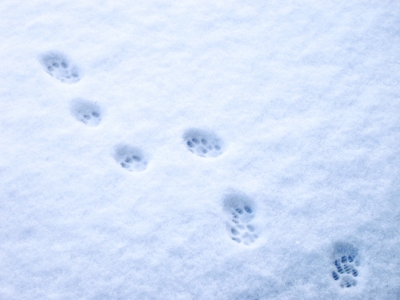 A, B, C - die Katze lief im Schnee