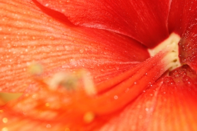 Amaryllis