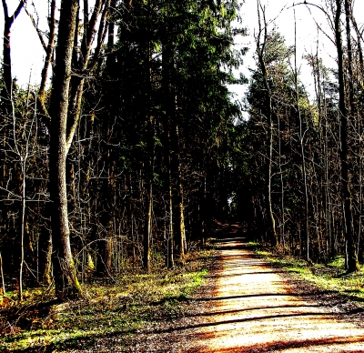 Herbstwald