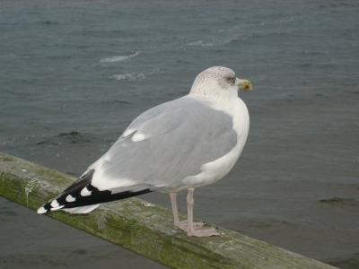 Silber- oder Heringsmöwe