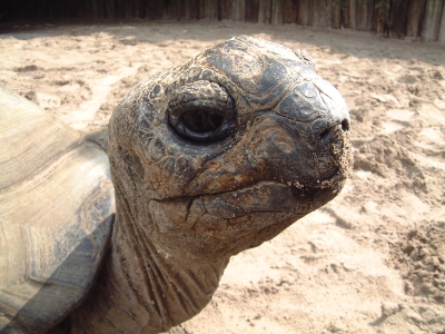 Riesenschildkröte