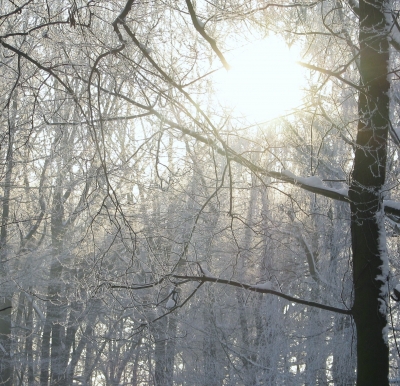 winterwald