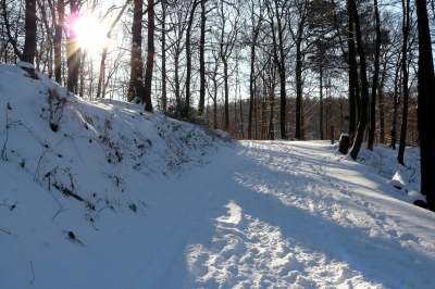 Winter-Wald-Weg