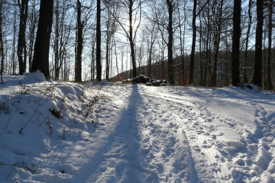 Winter-Wald-Weg #2
